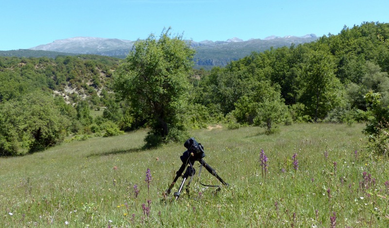 Ophrys tardive e altre orchidee in Epiro - Grecia settentrionale  22_30 maggio 2024.